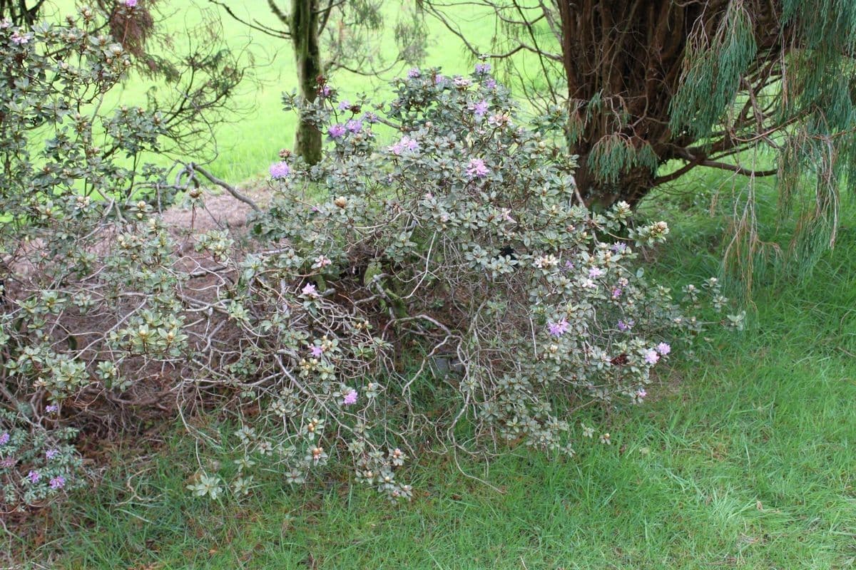 Rododendro 6