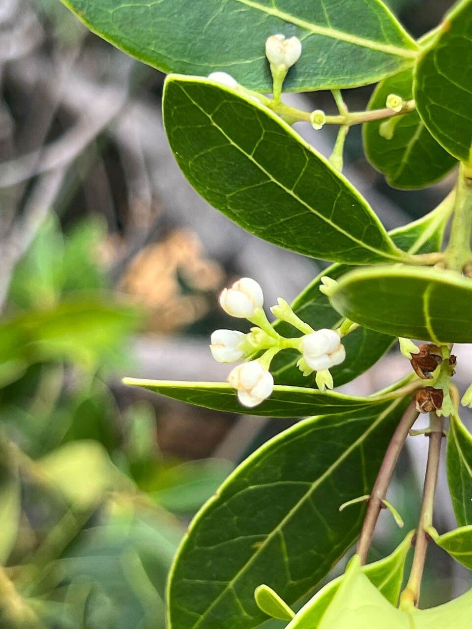 Osmanthus 5