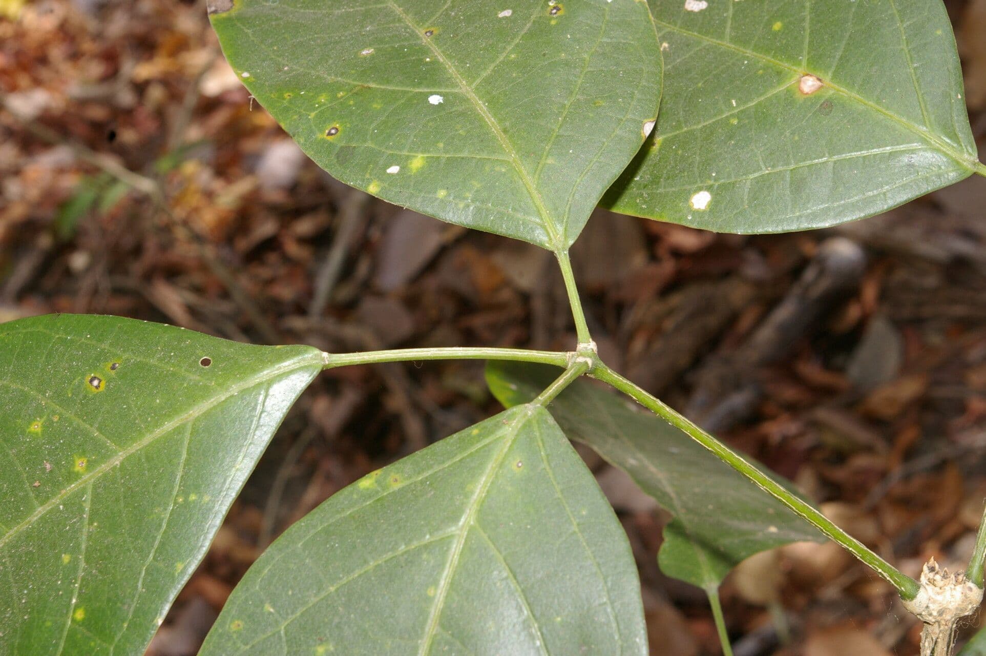 Adenocalymma inundatum 5