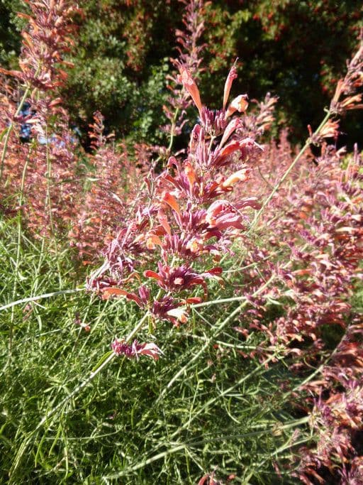 Agastache 7
