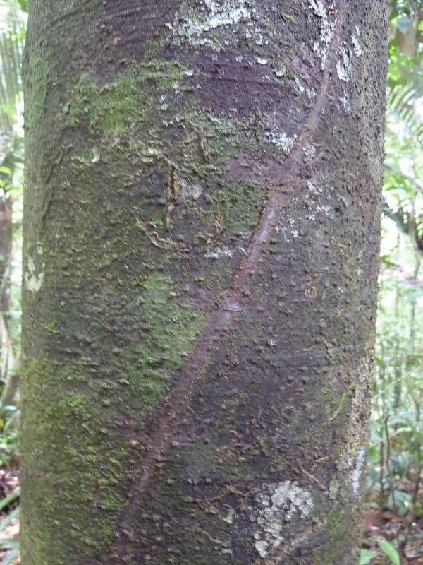 Rhodostemonodaphne