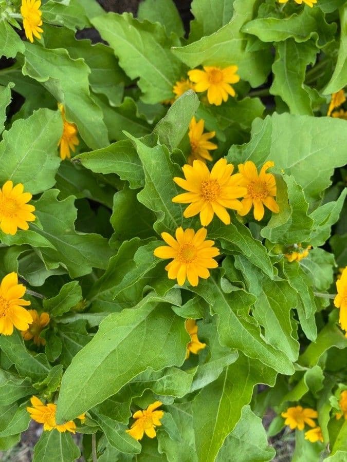 Mélampode divariqué 14