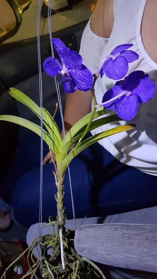 Vanda 11