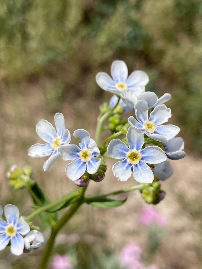 Schmuck-Häckelia