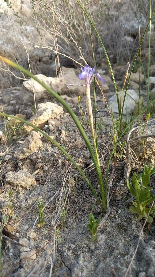 Moraea 11