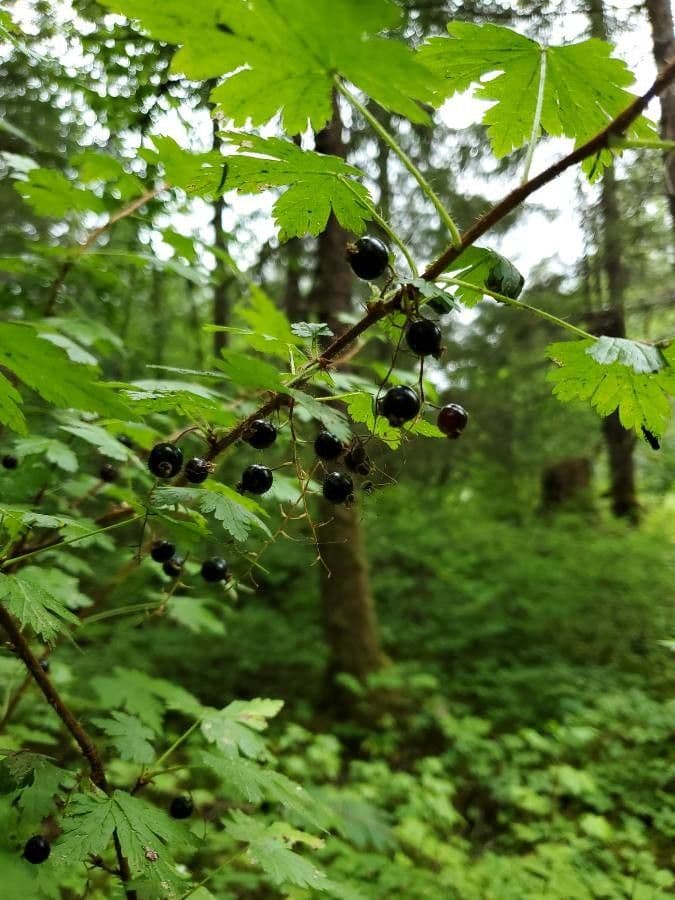 Ribes lacustre