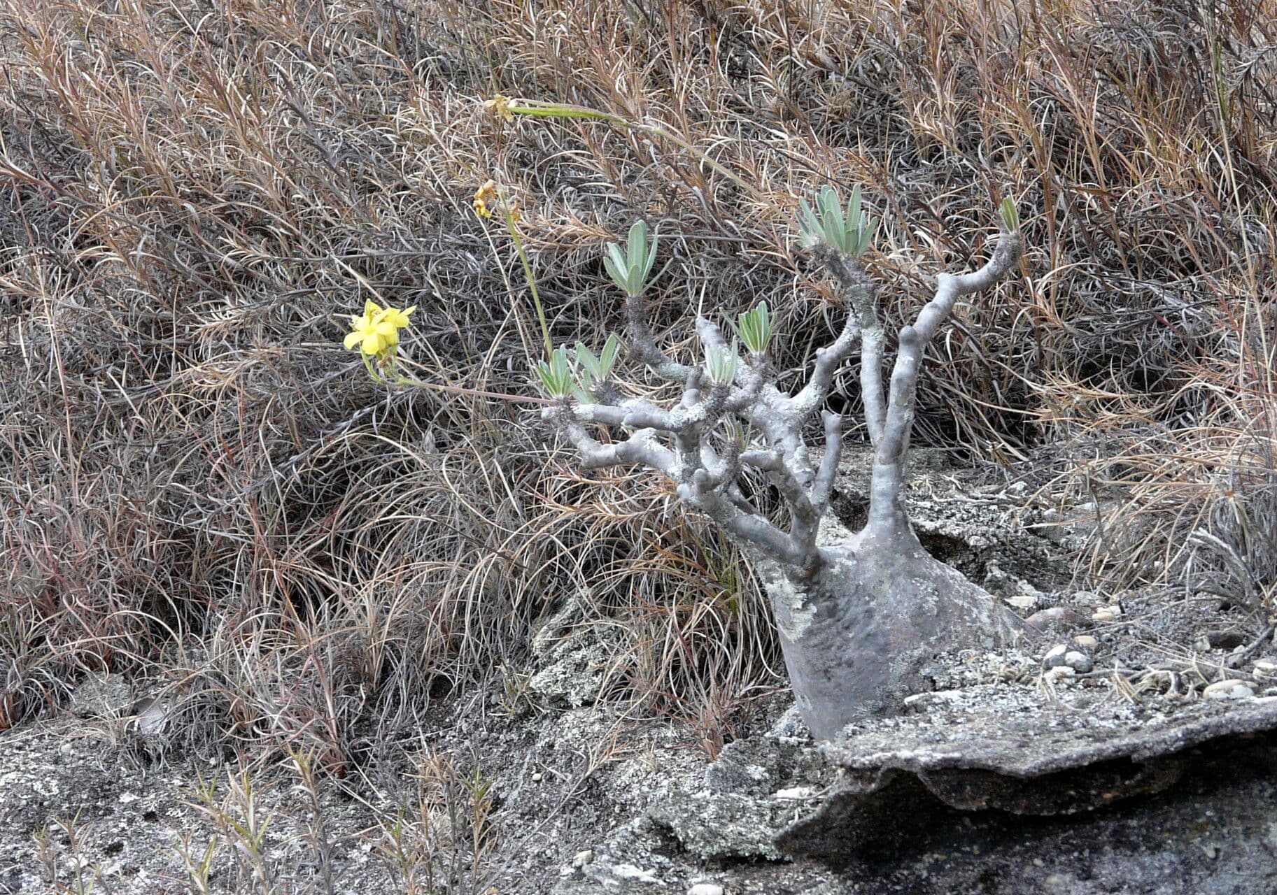 Pachypodium 6
