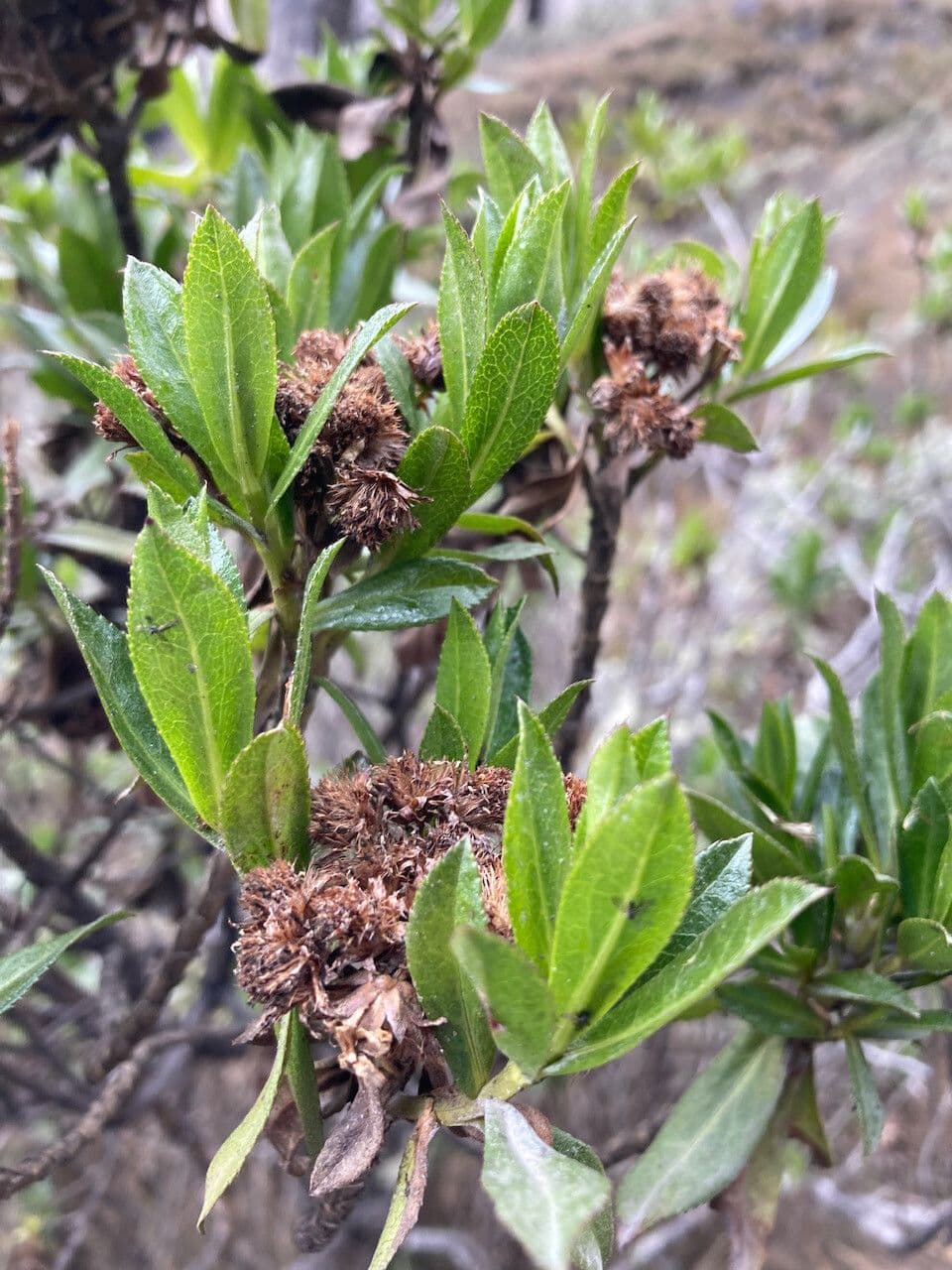 Plum-leaved Baccharis 2