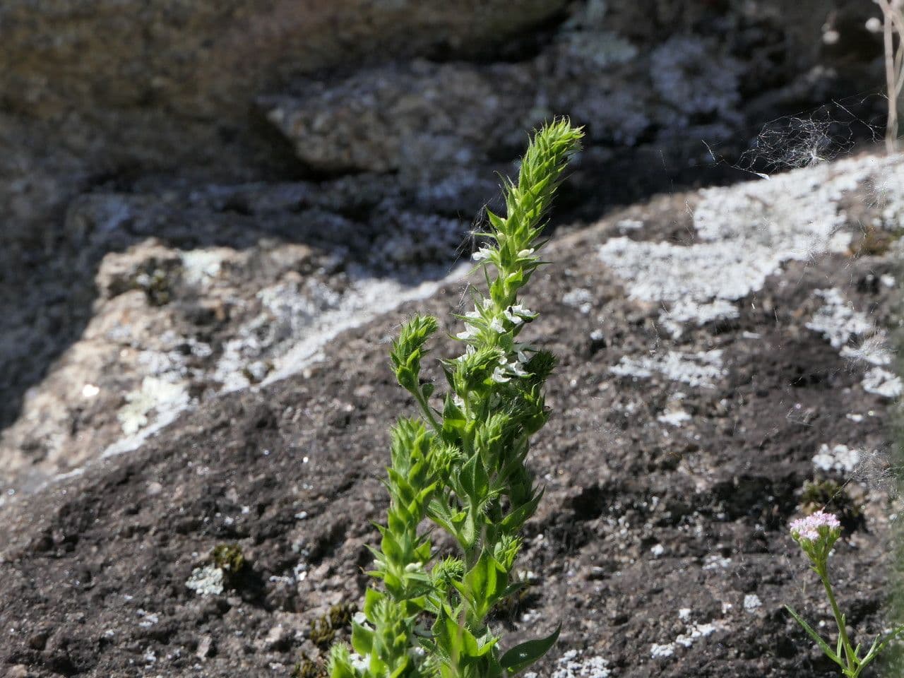Anarrhinum