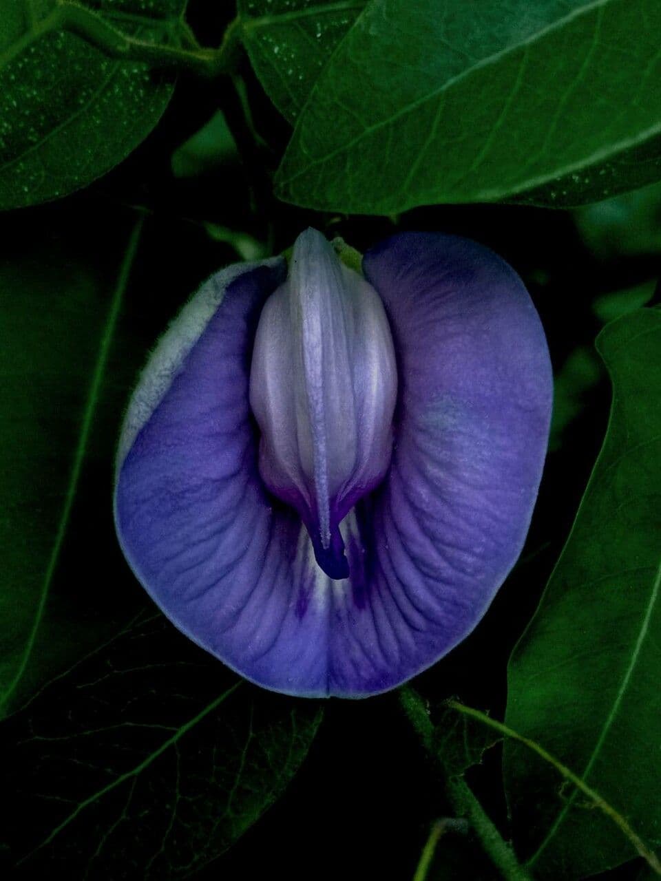 Centrosema virginianum 7