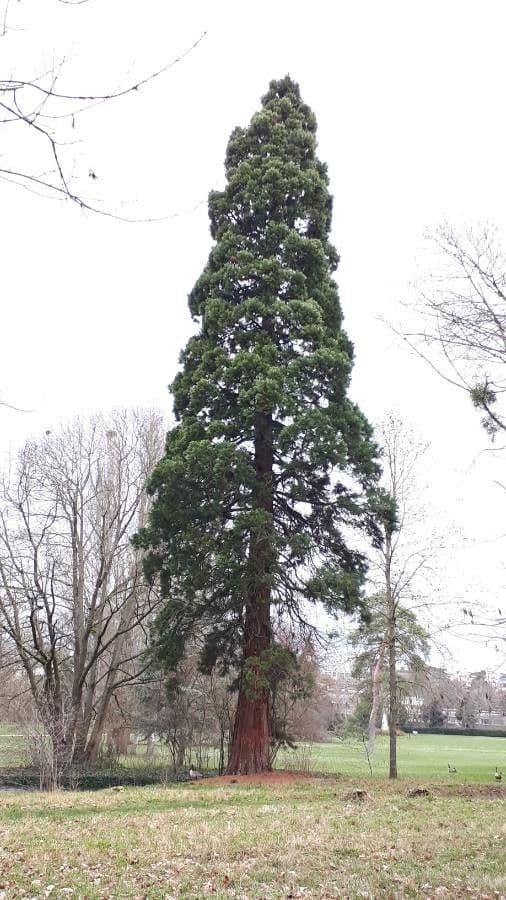 Sequoia sempreverde 23