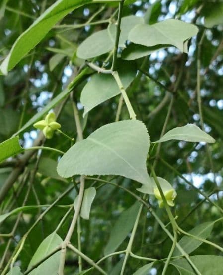 Euonymus maackii