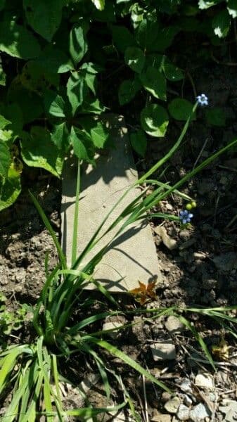 Schmalblättriges Blauaugengras 14