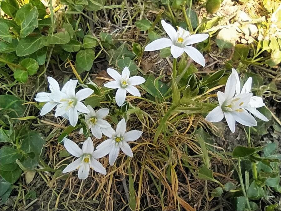 Ornithogale branchu 27