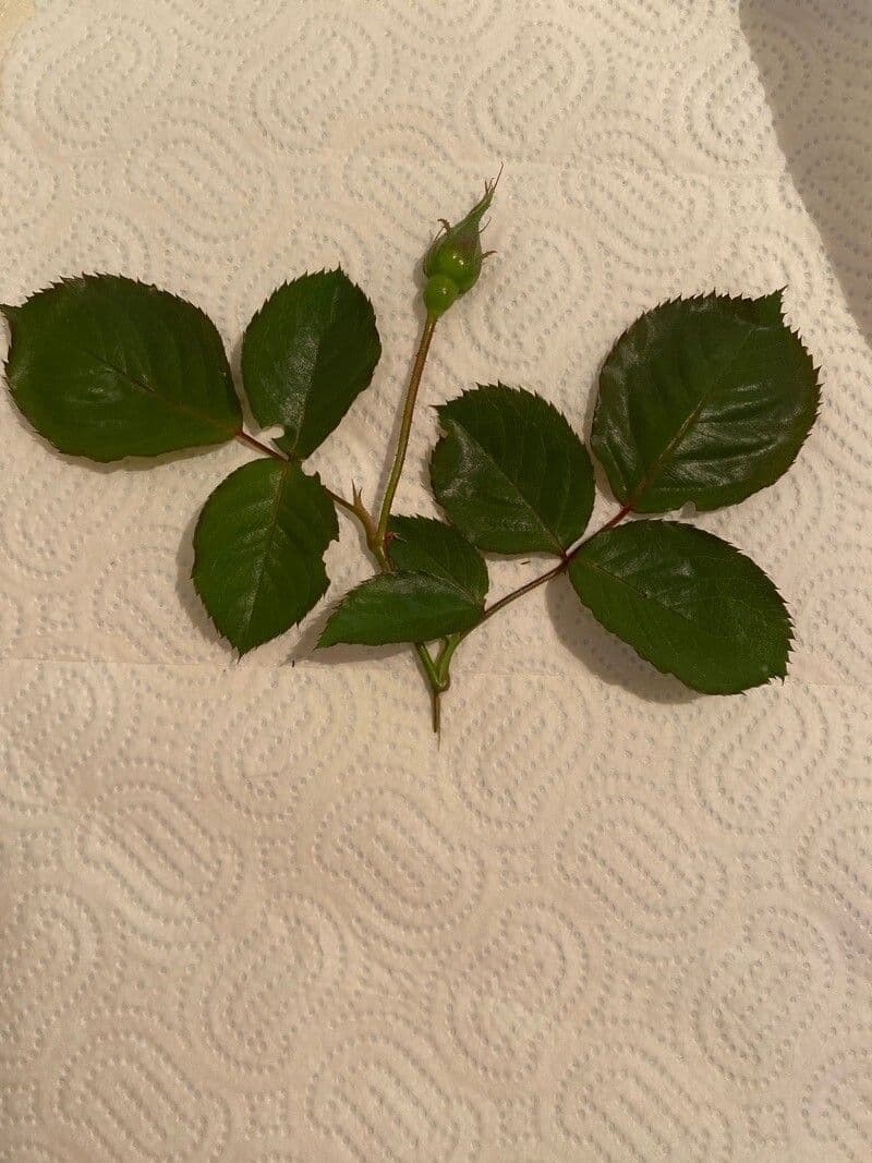 Pouzinii-Rose 15