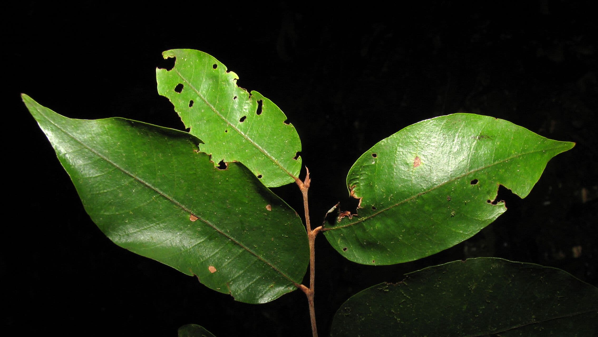Parinari excelsa 9