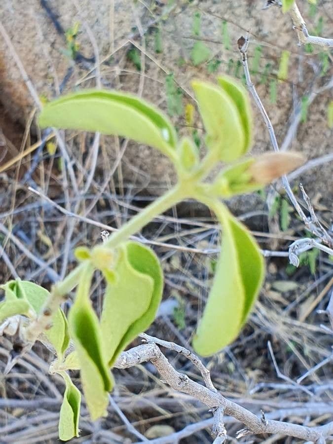 Barleria 15