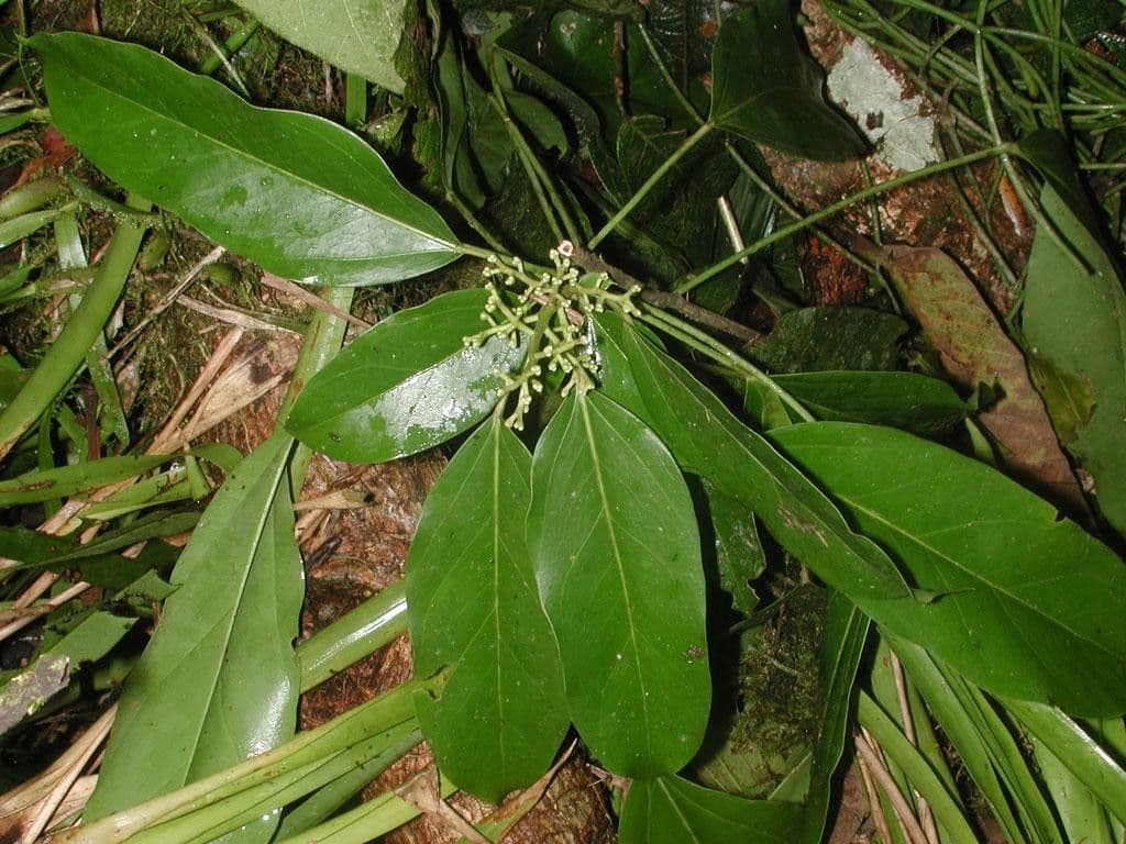 Oreopanax capitatus 14