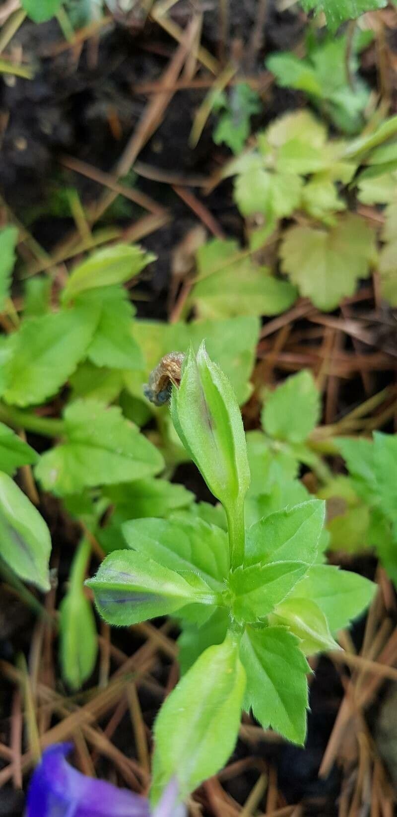 Torenia 2