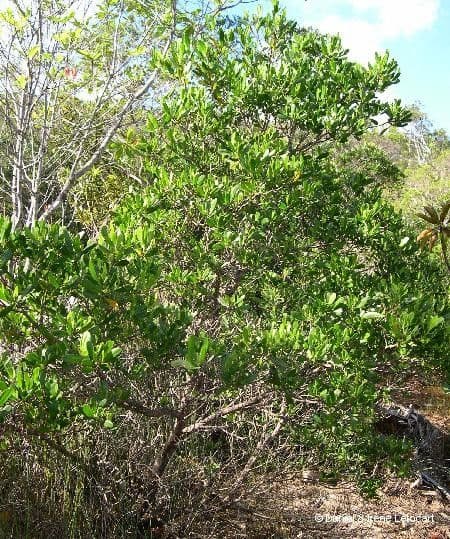 Lumnitzera 13