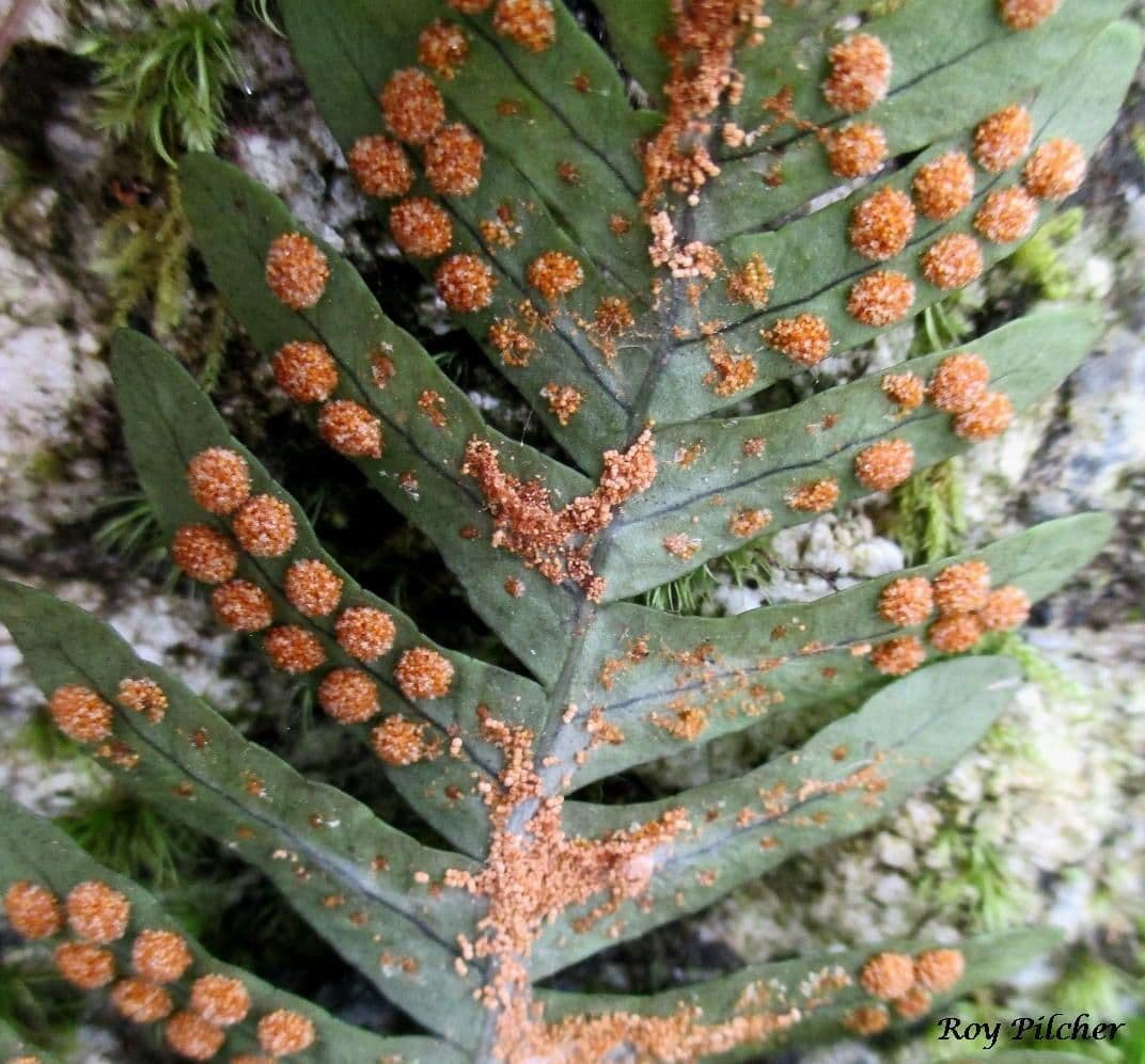 Polypodium virginianum 4