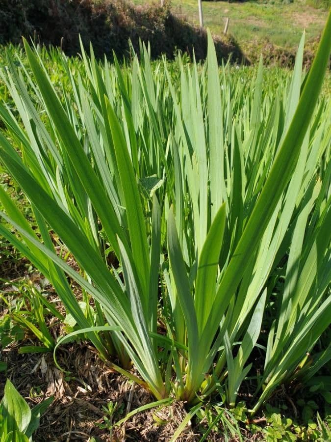 Sumpf-Schwertlilie 25