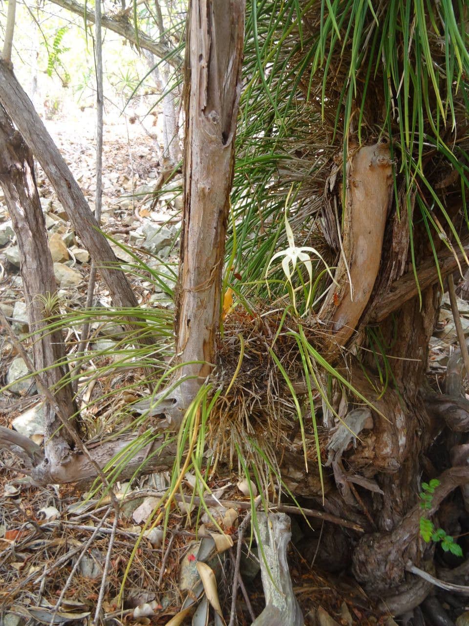Brassavola 16