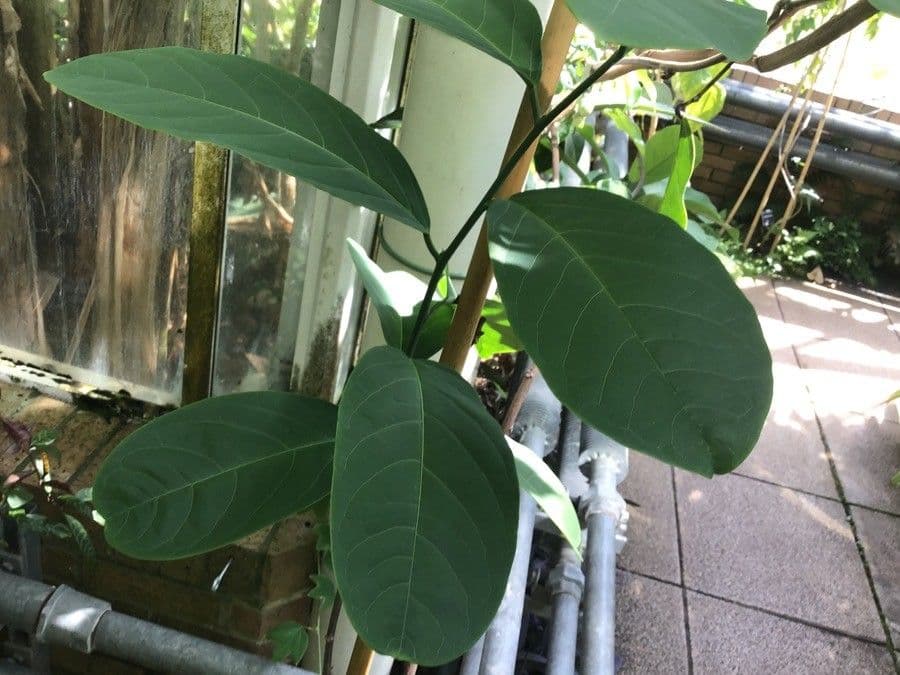 Passiflora di Tina