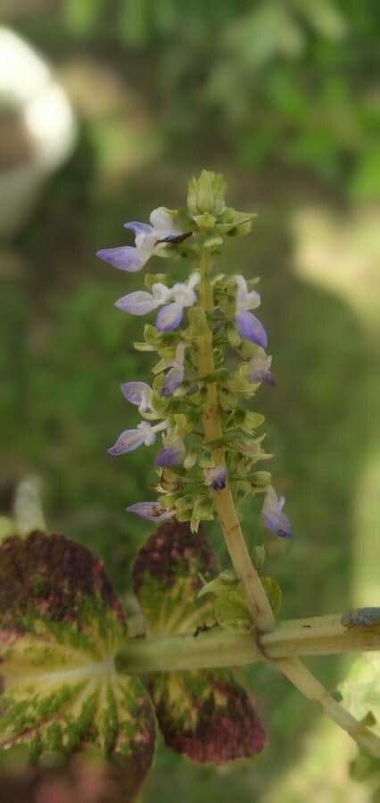 Plectranthus Parviflorus 5