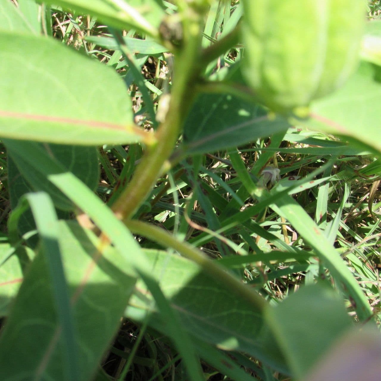 Asclepias viridis 23