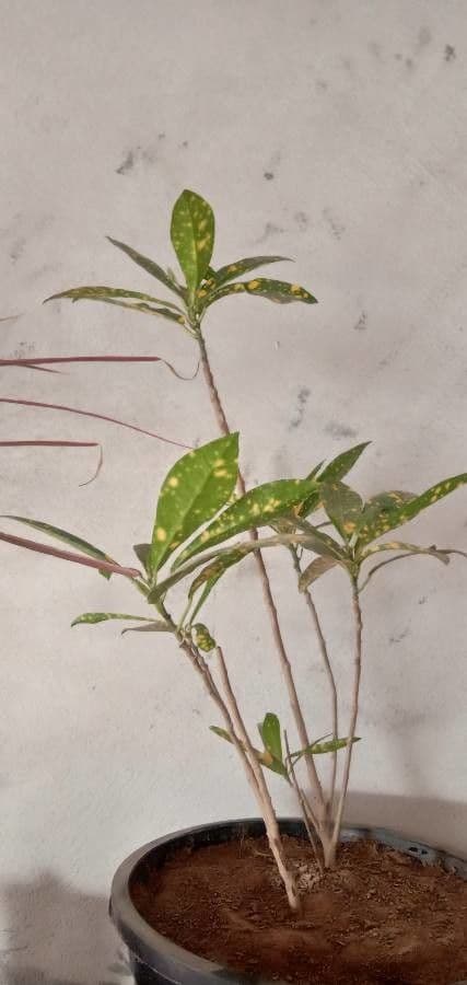 Croton variegato 28
