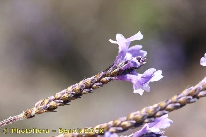 Lavendel 16