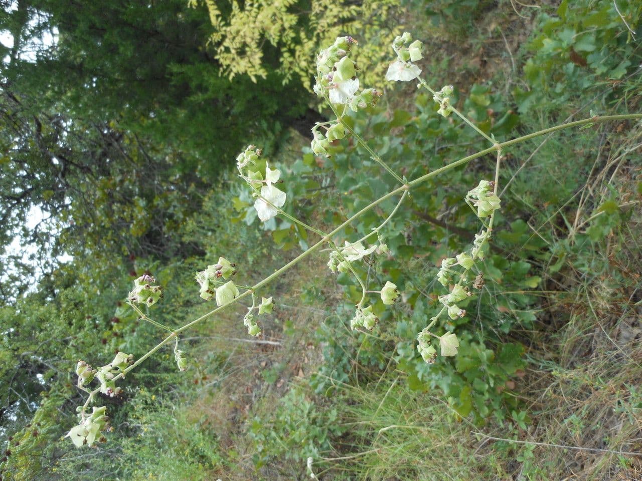 Mirabilis gigantea 2