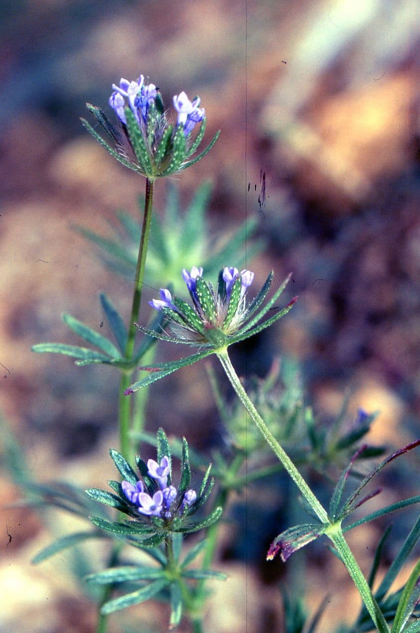 Asperula 11