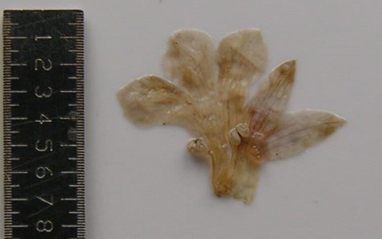 Nelsonia canescens 24