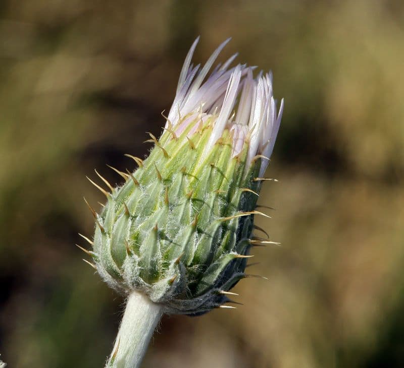 Cardo del Mojave 2