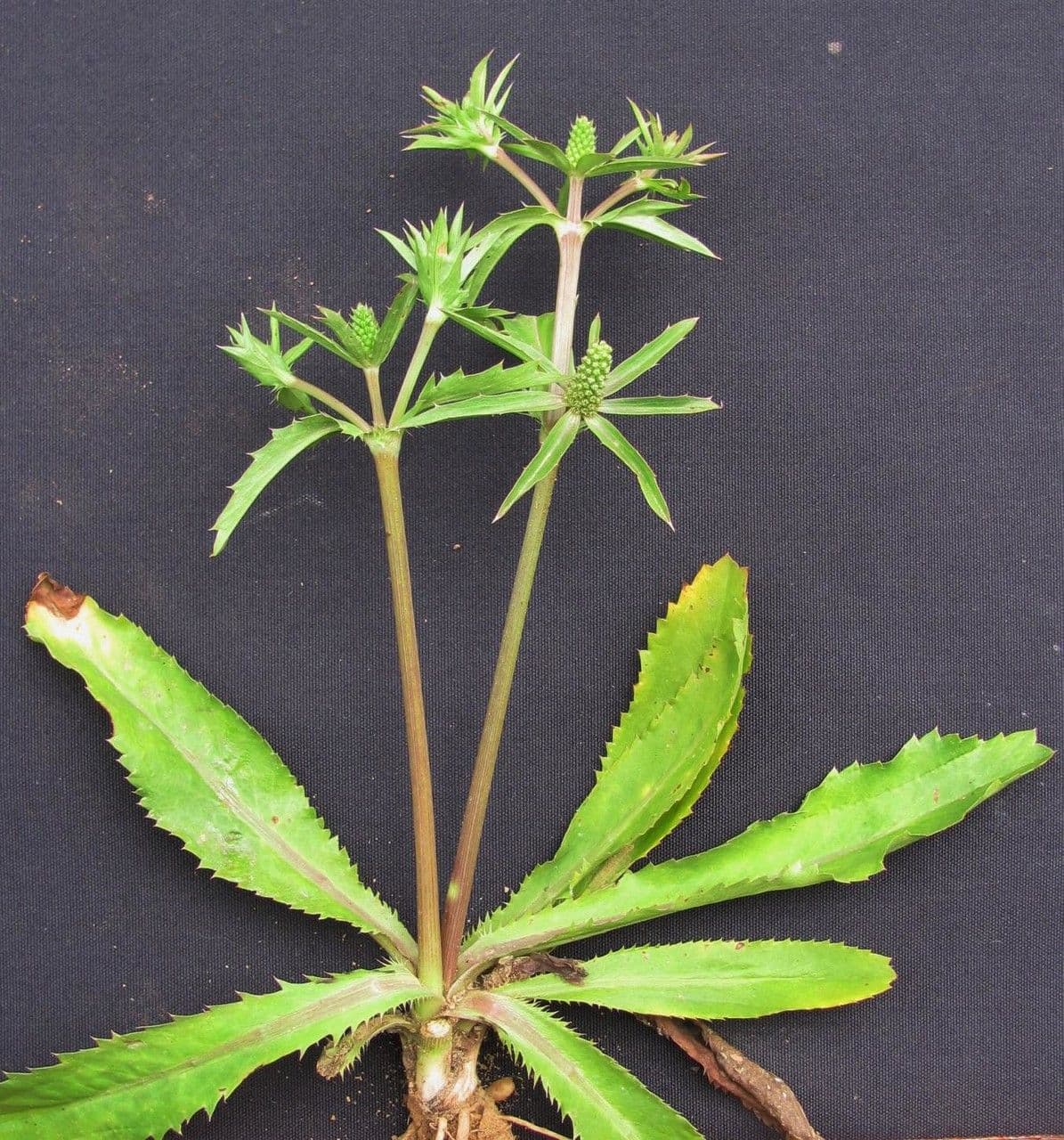 Eryngium foetidum 24