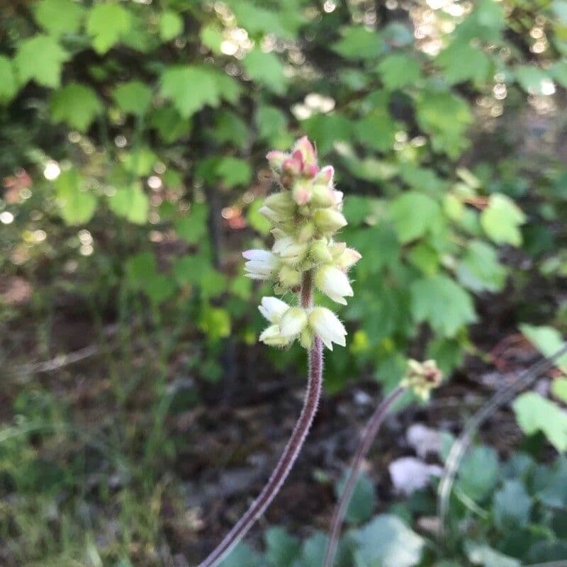 Heuchera cilindrica 2