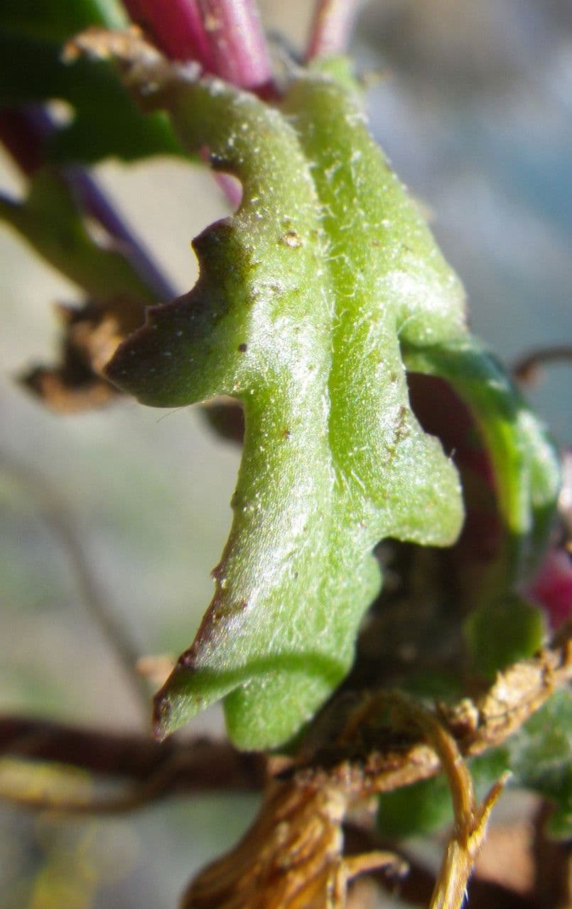 Senecio transitorio 15