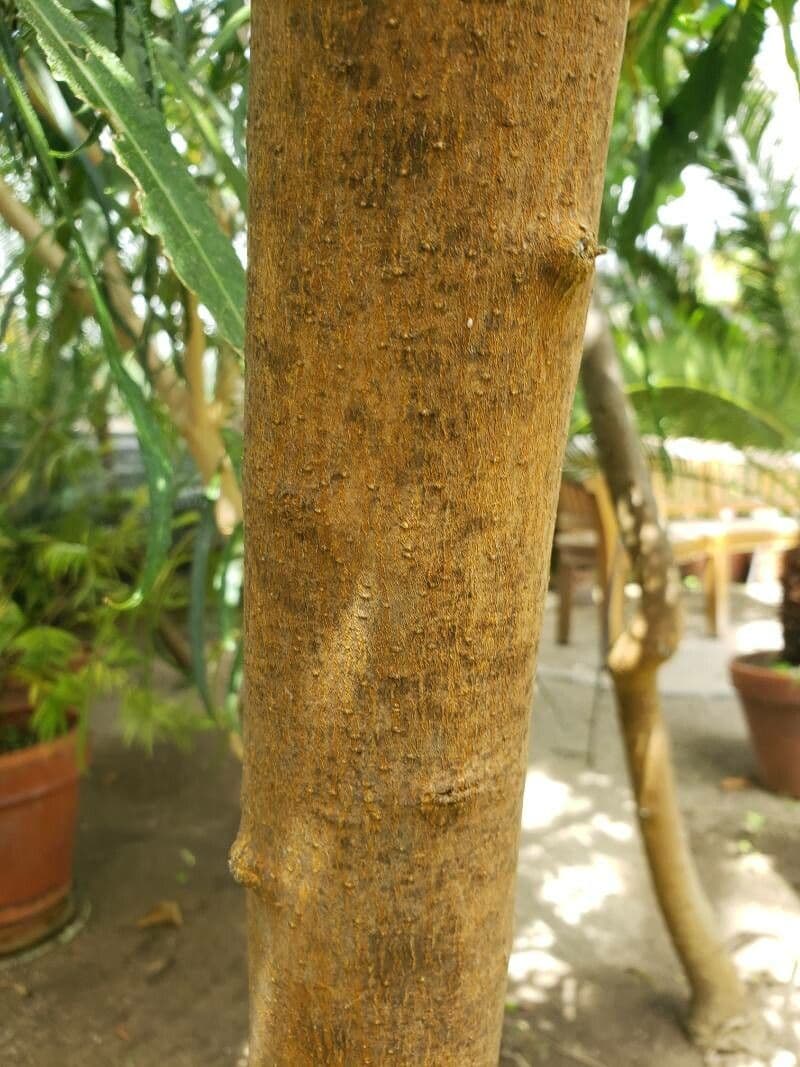 Erva mate 16
