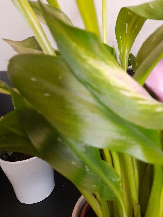 Calla 14