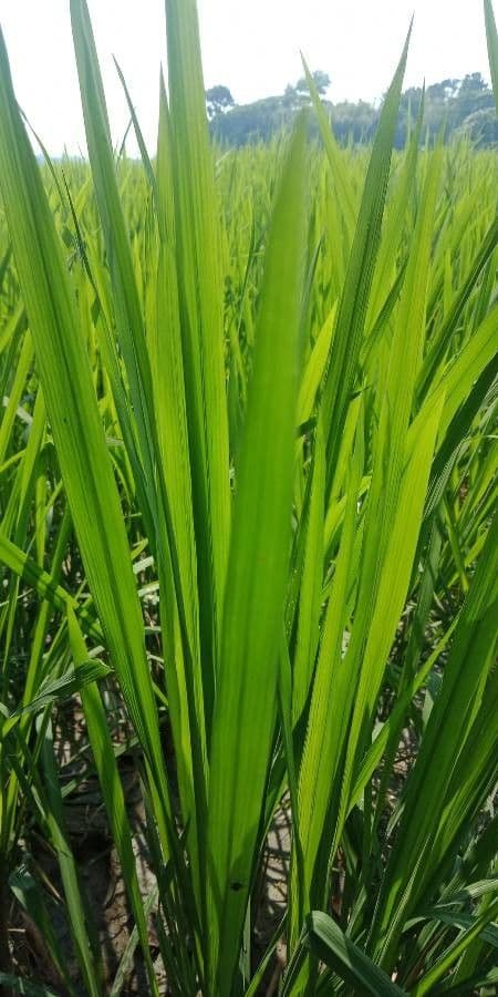 Calamo aromatico 2