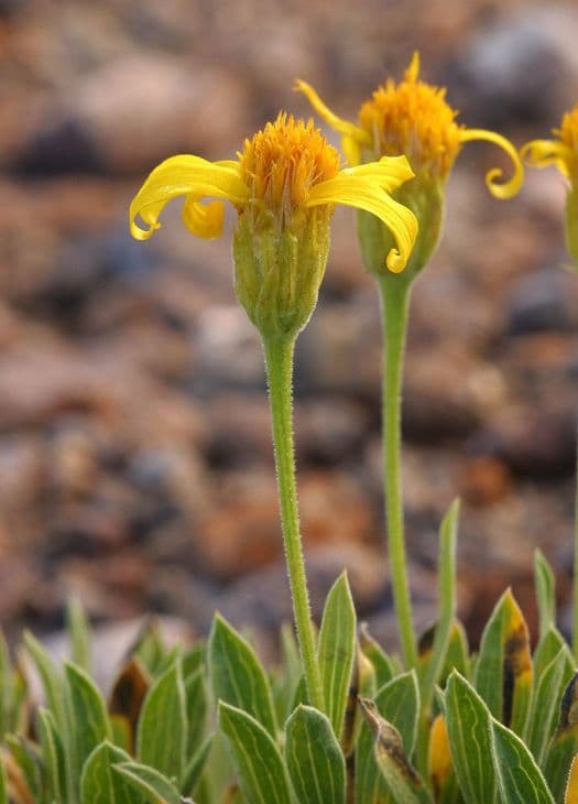 Stenotus acaulis 6