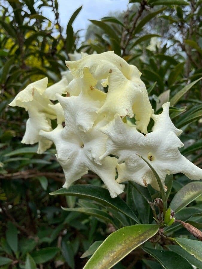 Brunfelsia 4