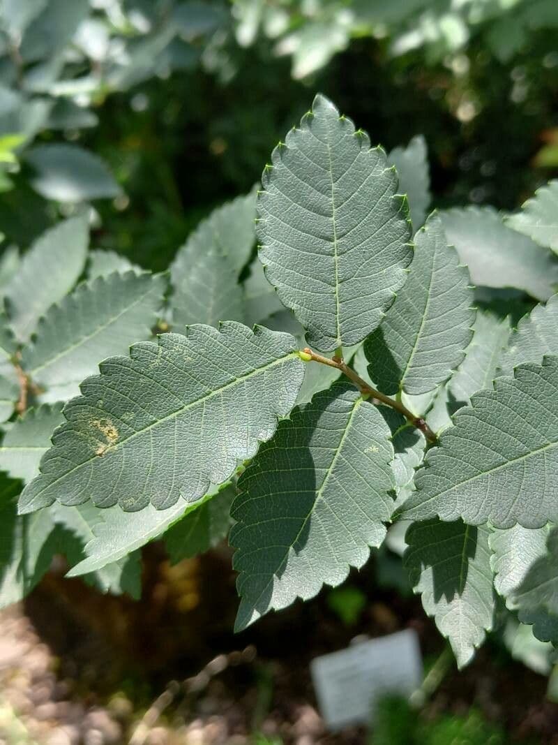 Zelkova cretese 6