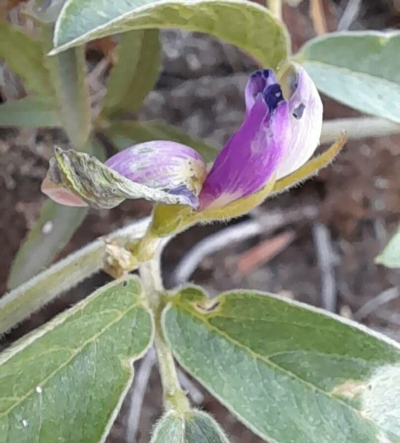 Cologania messicana 2