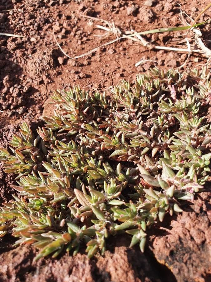 Portulaca foliosa 4