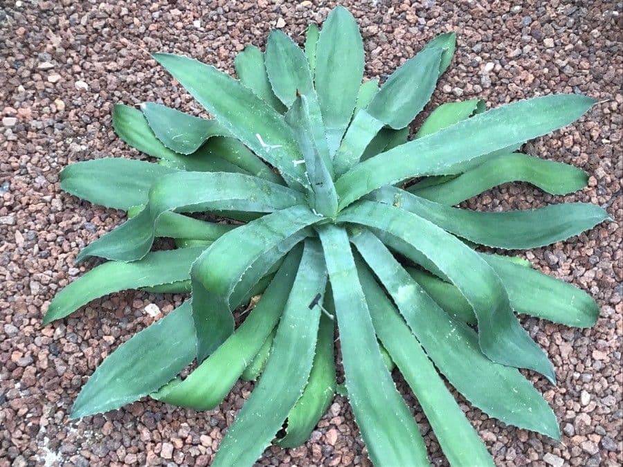 Agave 3