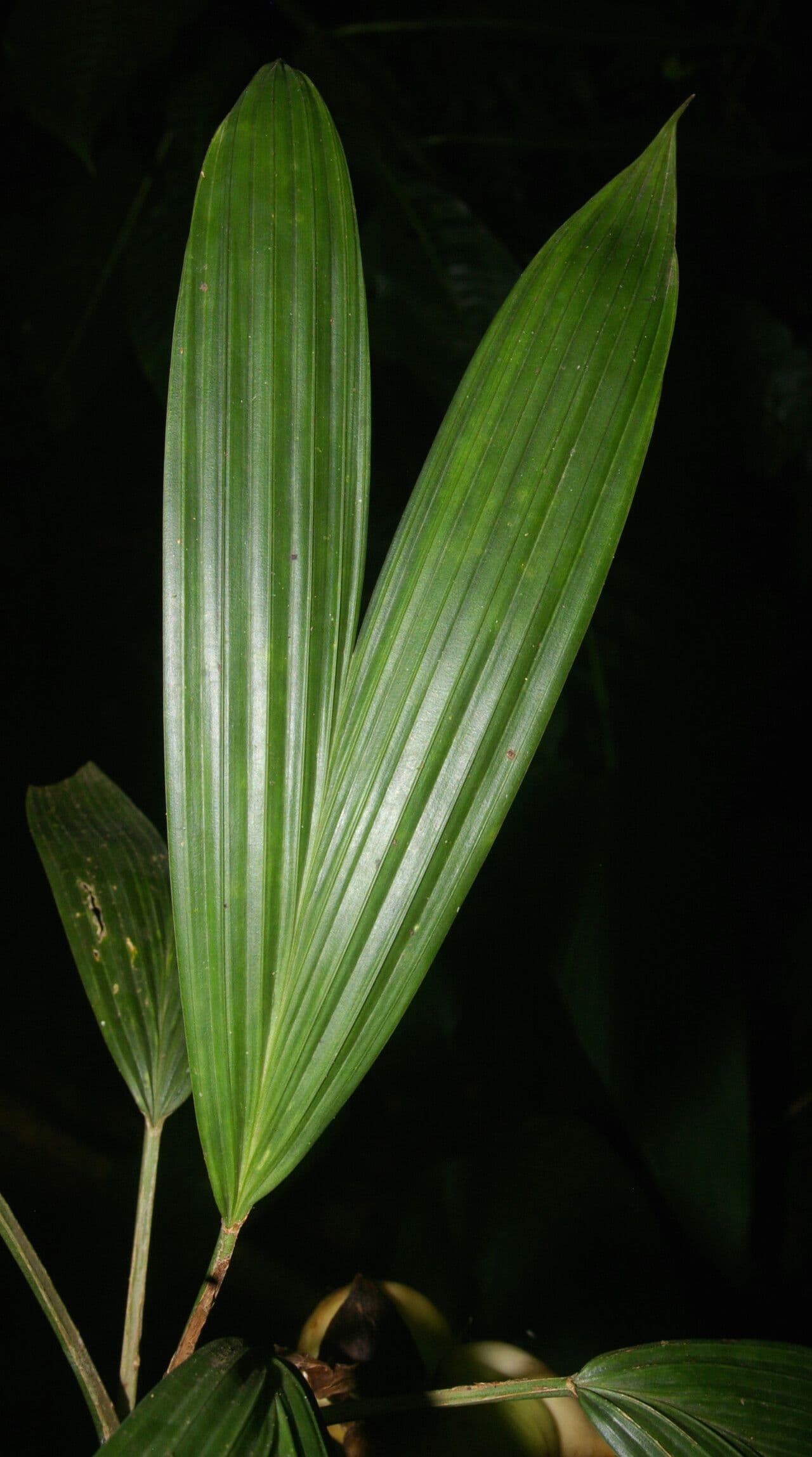 Asplundia 3