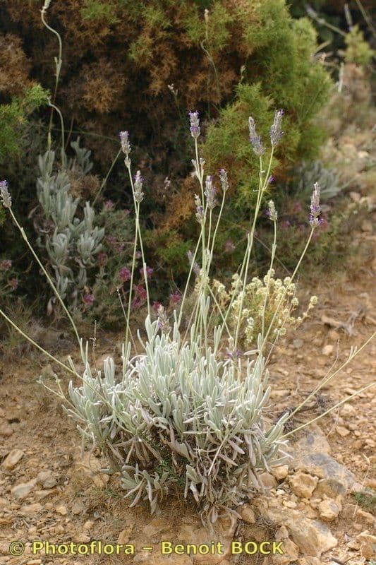 Lavanda lanata 9